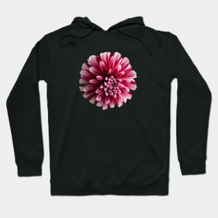 Red and white Dahlia flower Hoodie